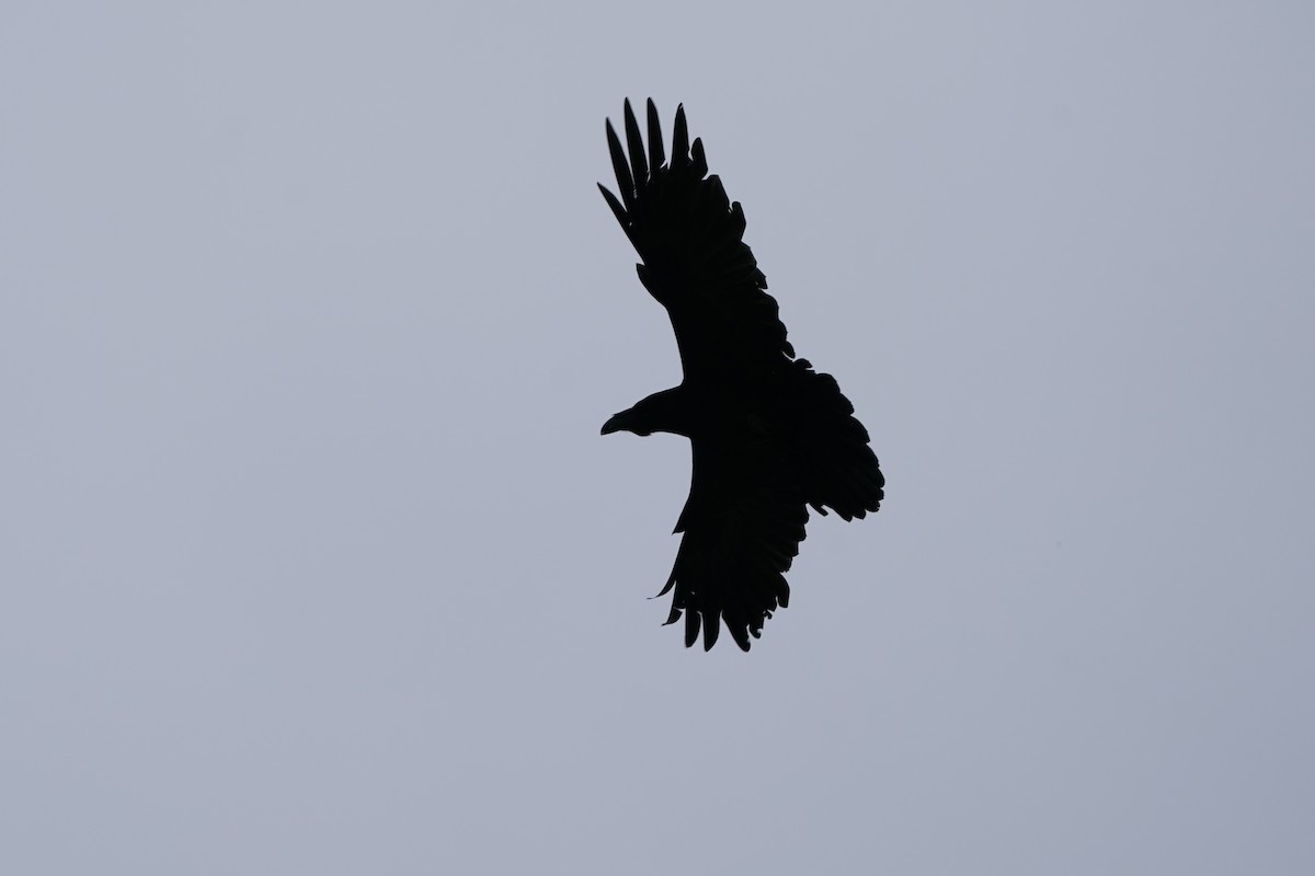 Common Raven - ML576719981