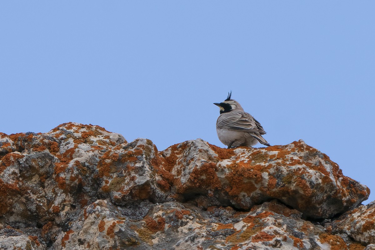 Horned Lark - ML576719991