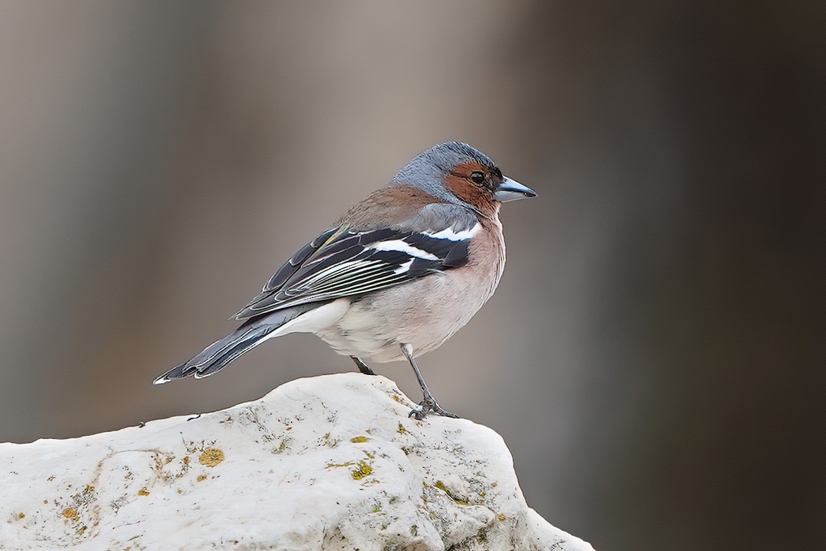 Common Chaffinch - ML576720281