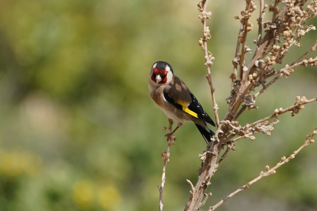 European Goldfinch - ML576720391