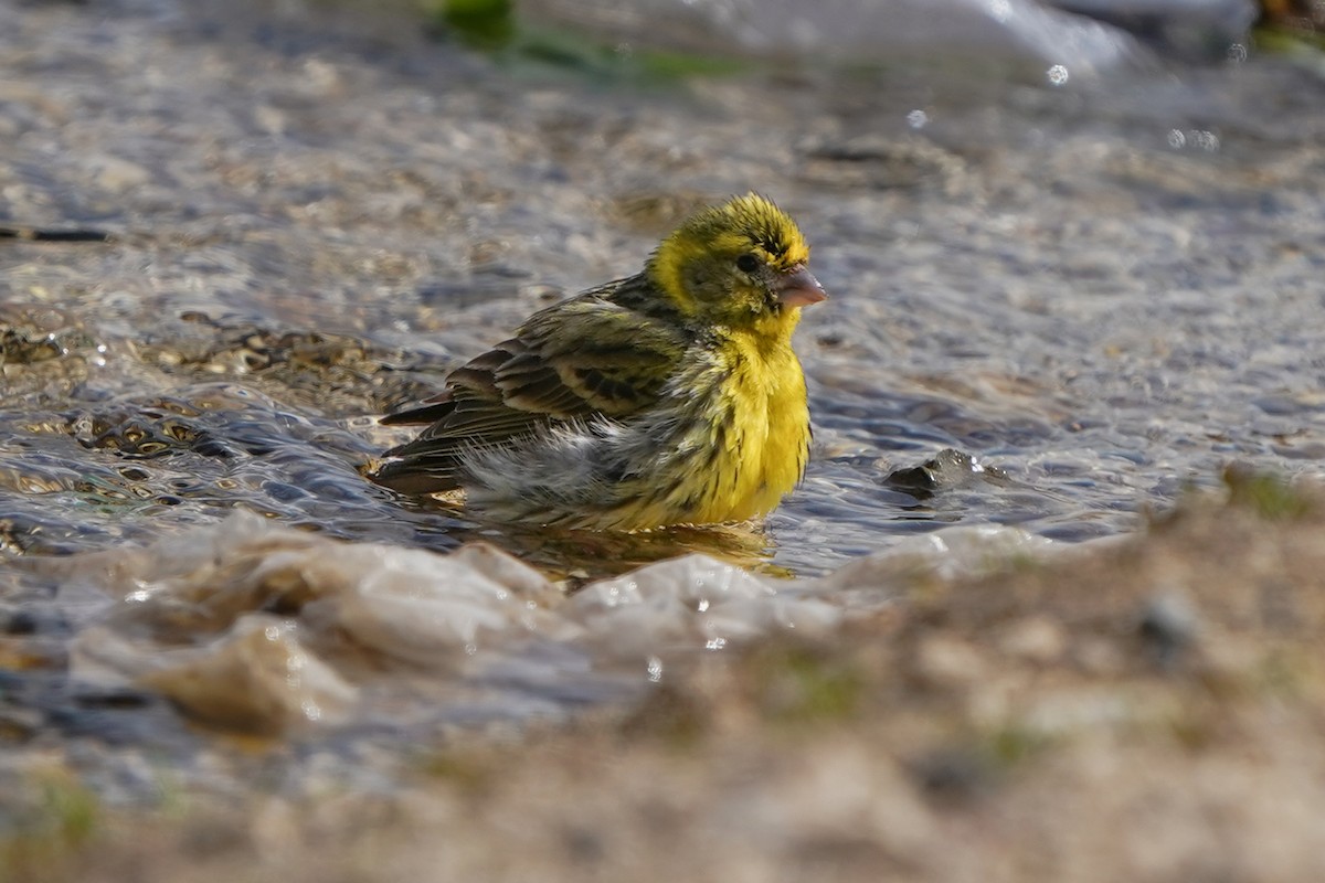 European Serin - ML576720461