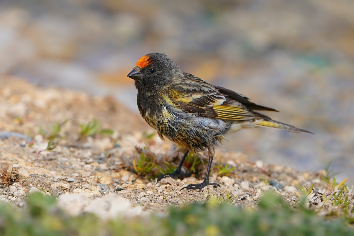 Fire-fronted Serin - ML576720491