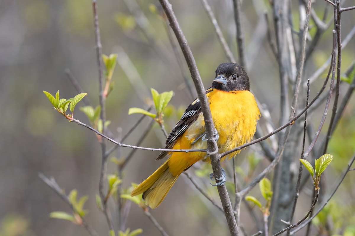 Baltimore Oriole - Denise Boudreau