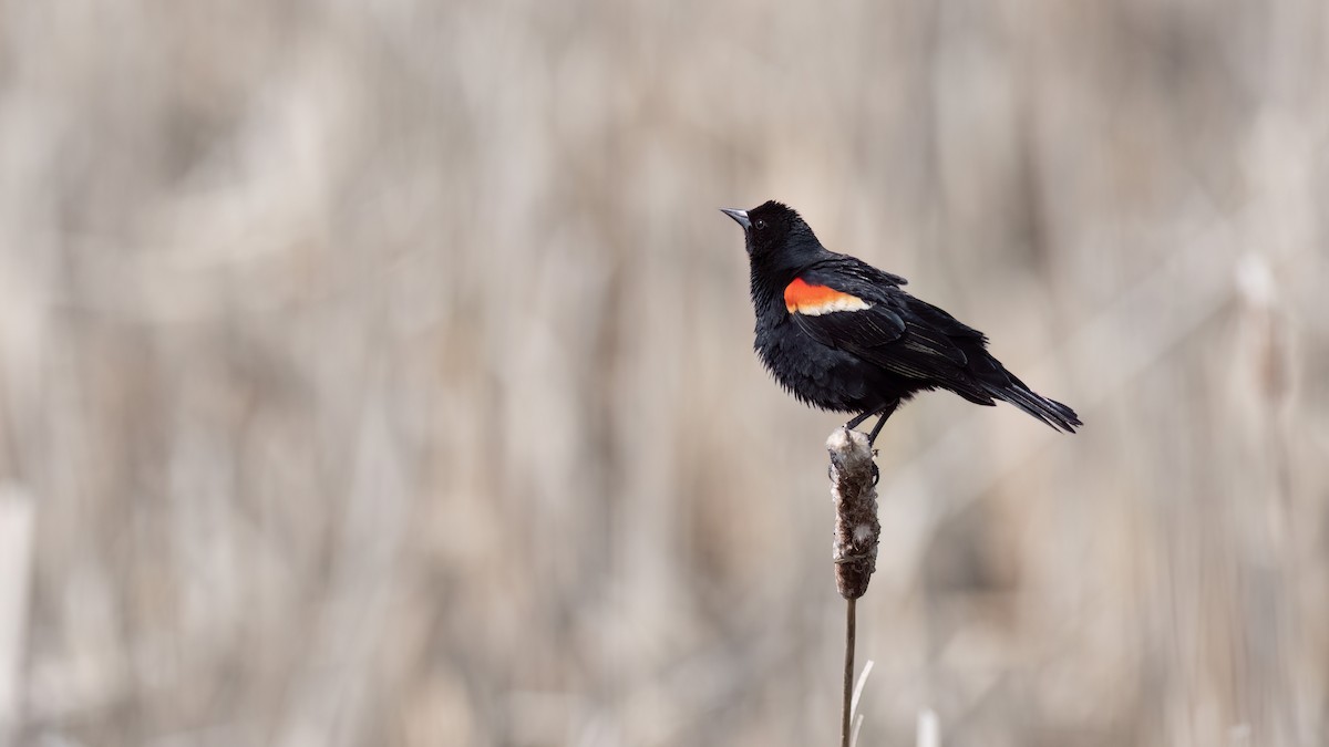 Red-winged Blackbird - Denise Boudreau