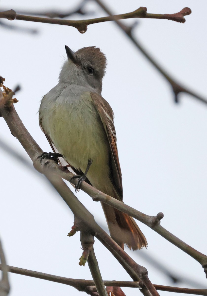 Ash-throated Flycatcher - ML576721821