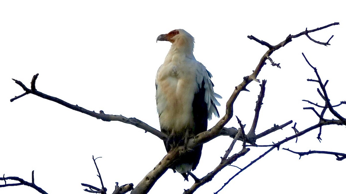 Palm-nut Vulture - ML576721991