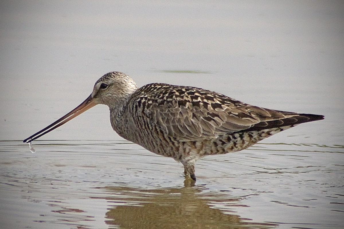 Hudsonian Godwit - ML576723511