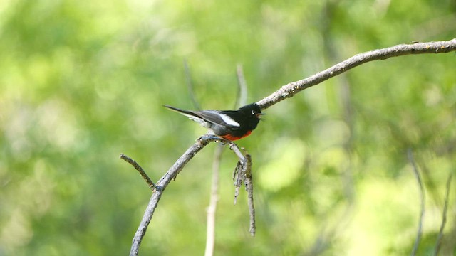 Painted Redstart - ML576724161