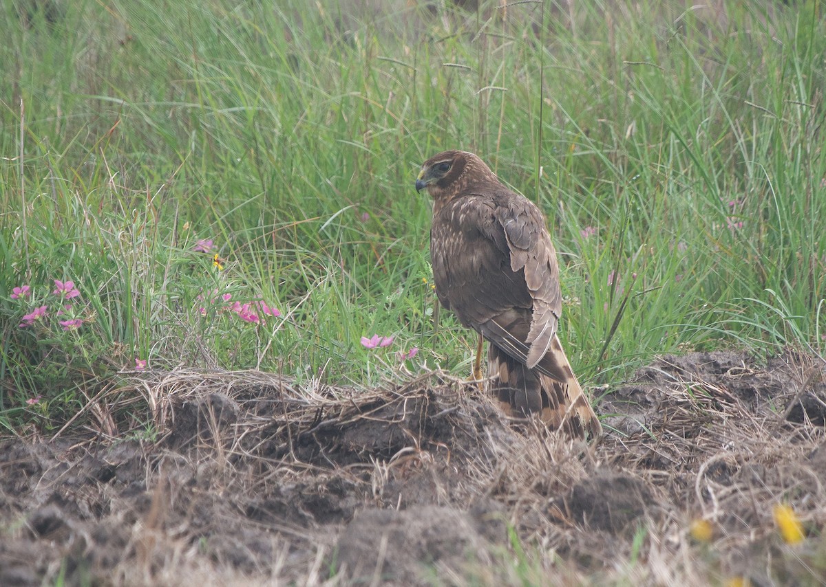 Northern Harrier - ML576725671