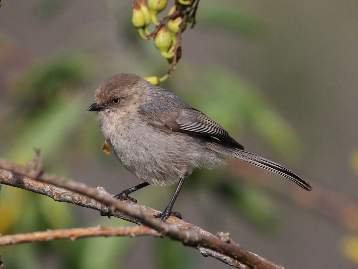 Bushtit (Pacific) - Tom Benson