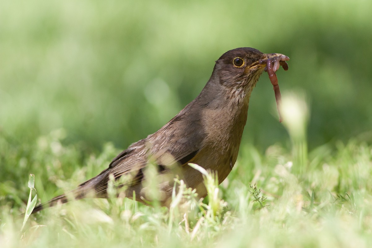 Austral Thrush - Ariel Cabrera Foix