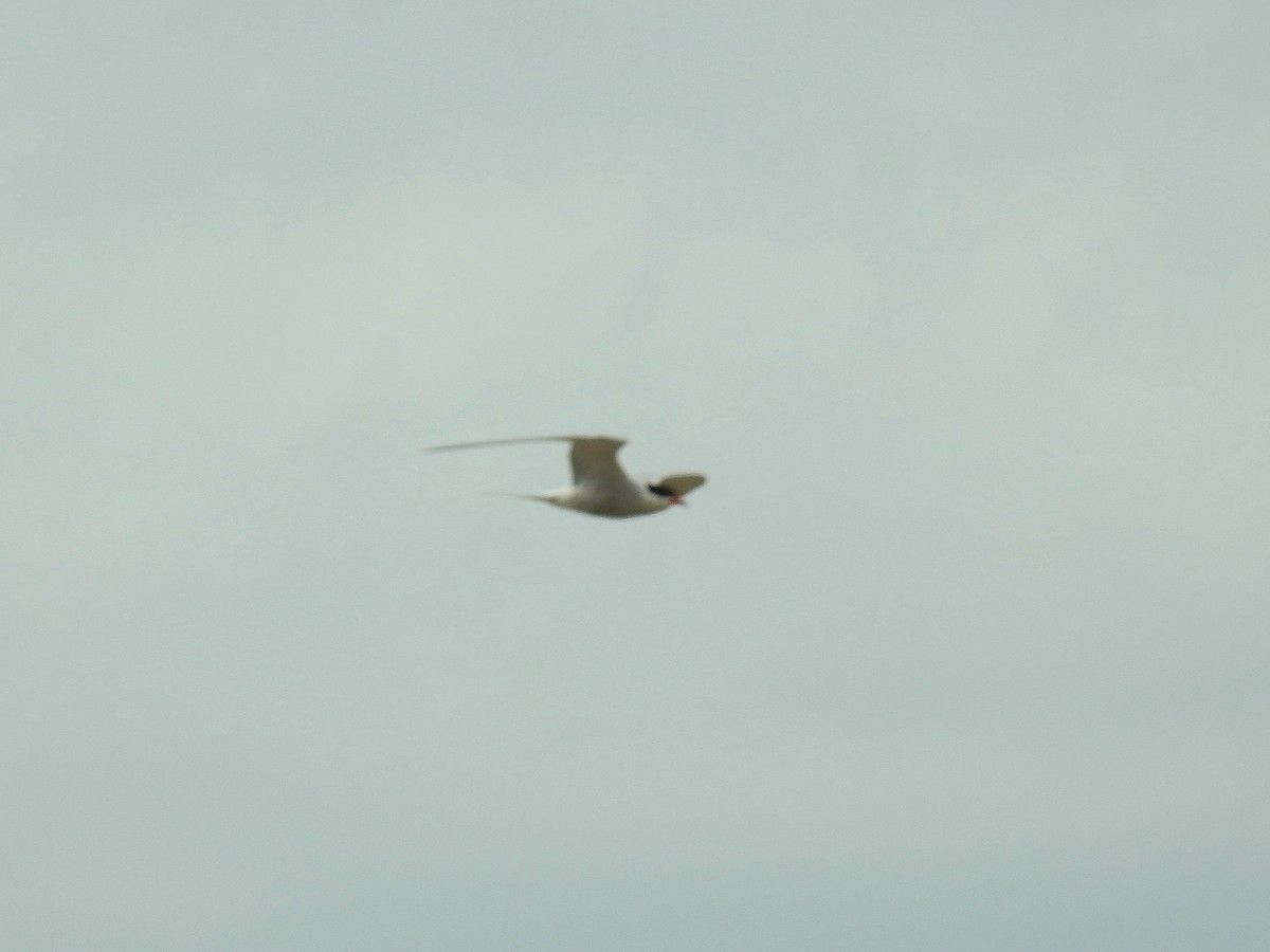 Common Tern - ML57672661