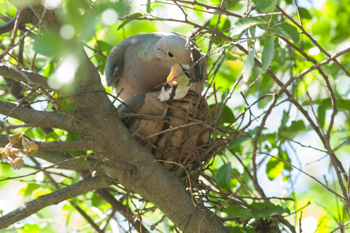 Eared Dove - Ariel Cabrera Foix