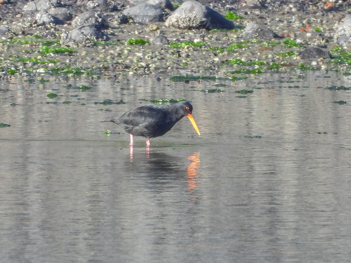 Variable Oystercatcher - ML576727501