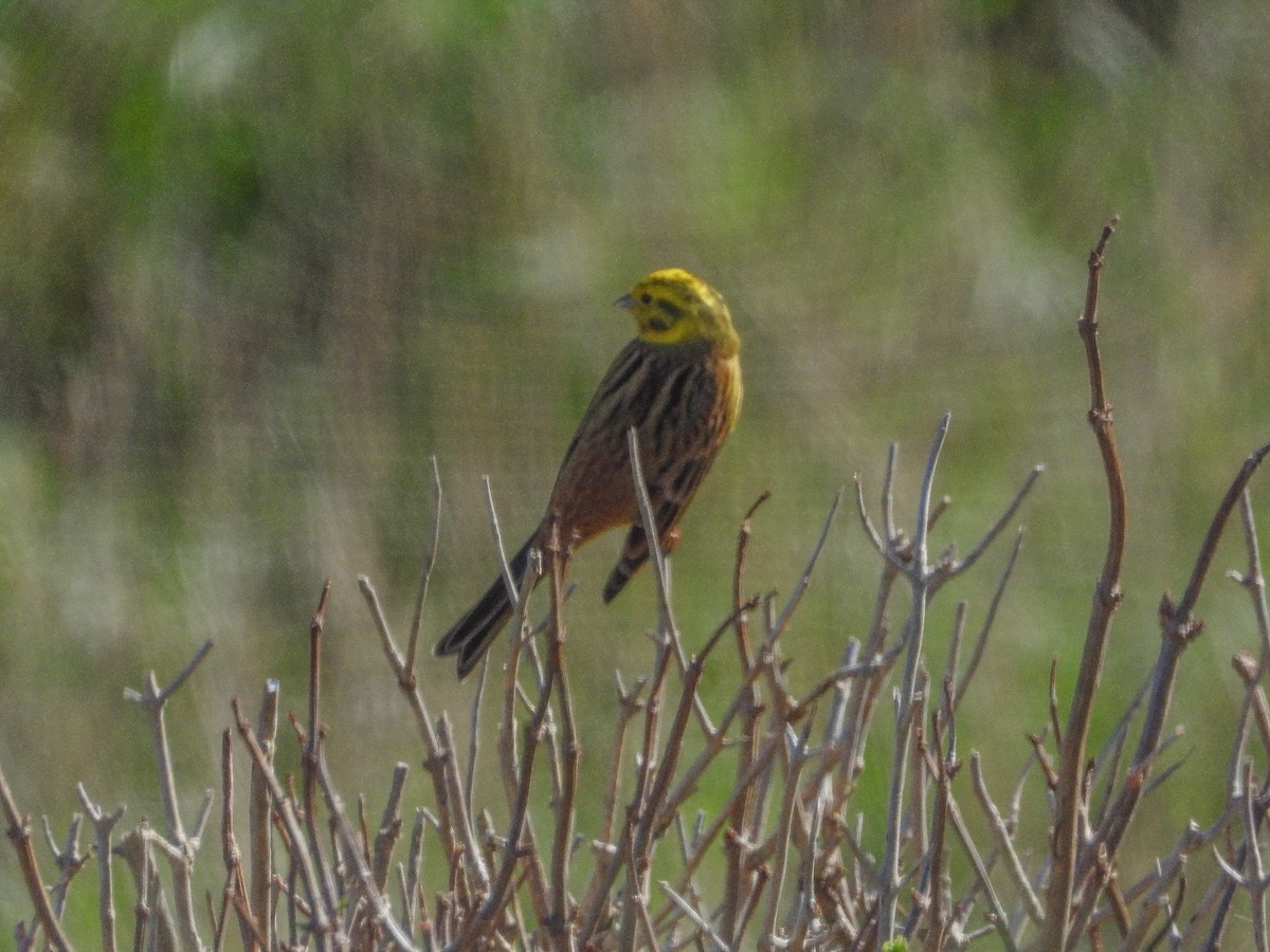 Yellowhammer - ML576728211