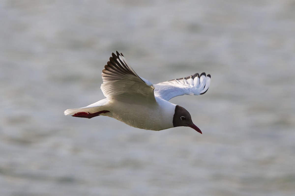 Black-headed Gull - Miguel Vallespir Castello