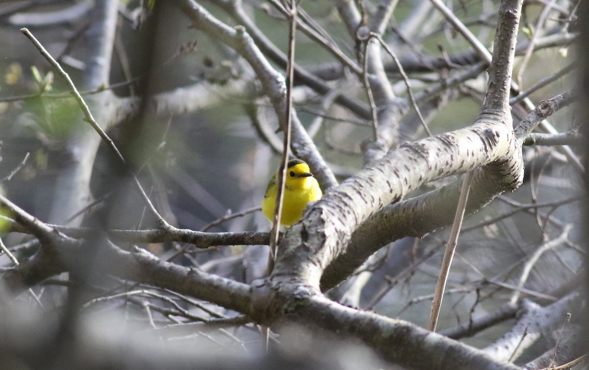 Hooded Warbler - ML57672871