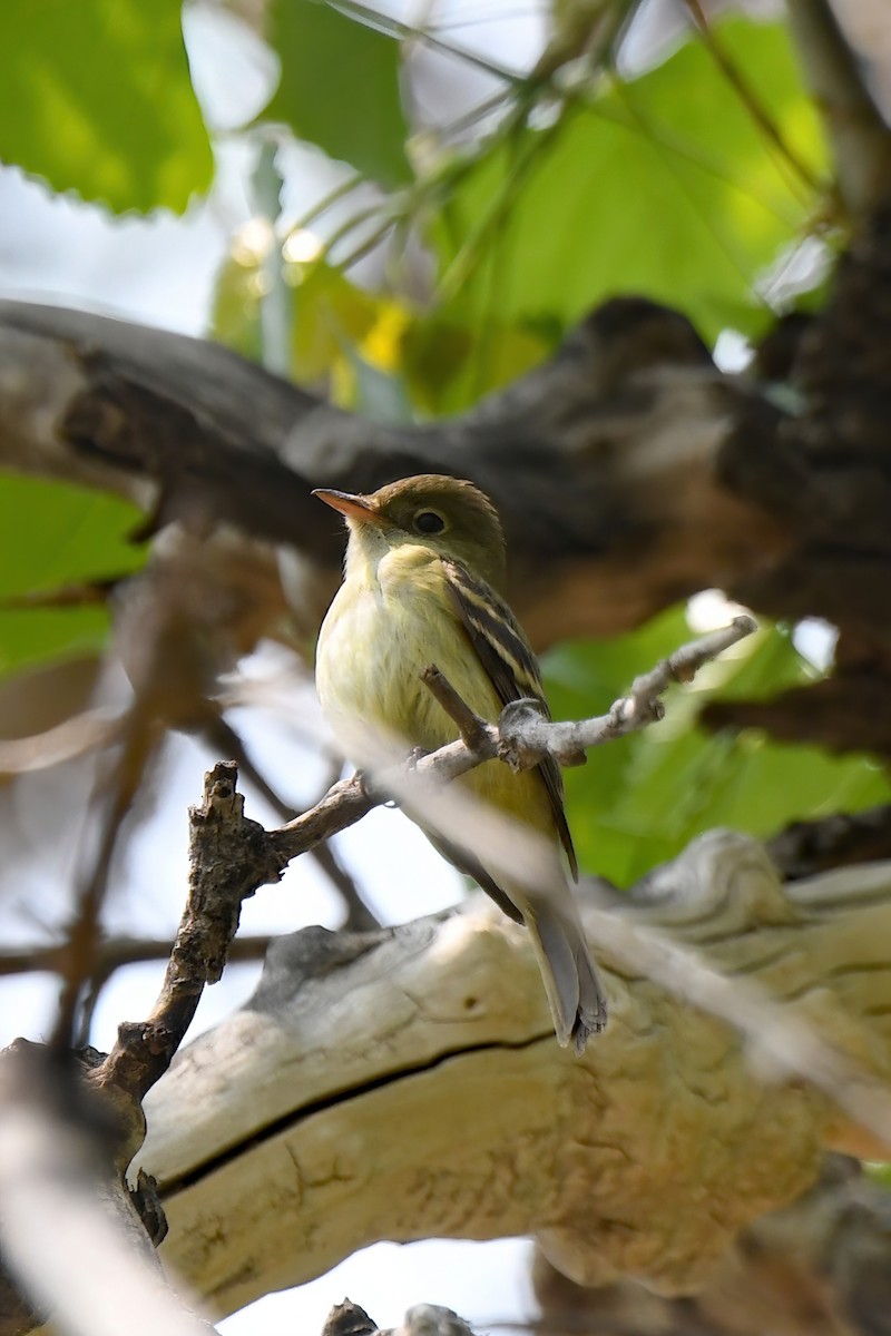 Acadian Flycatcher - ML576729221