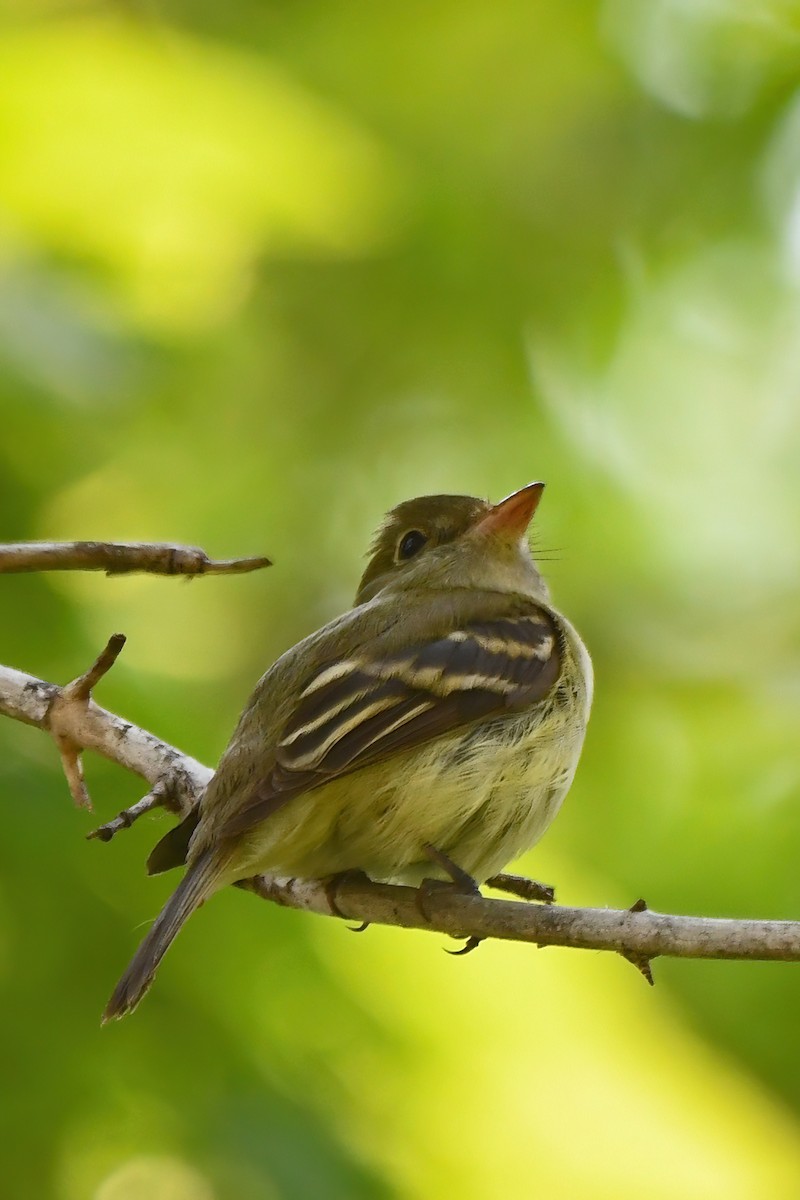 Acadian Flycatcher - Steve Larson