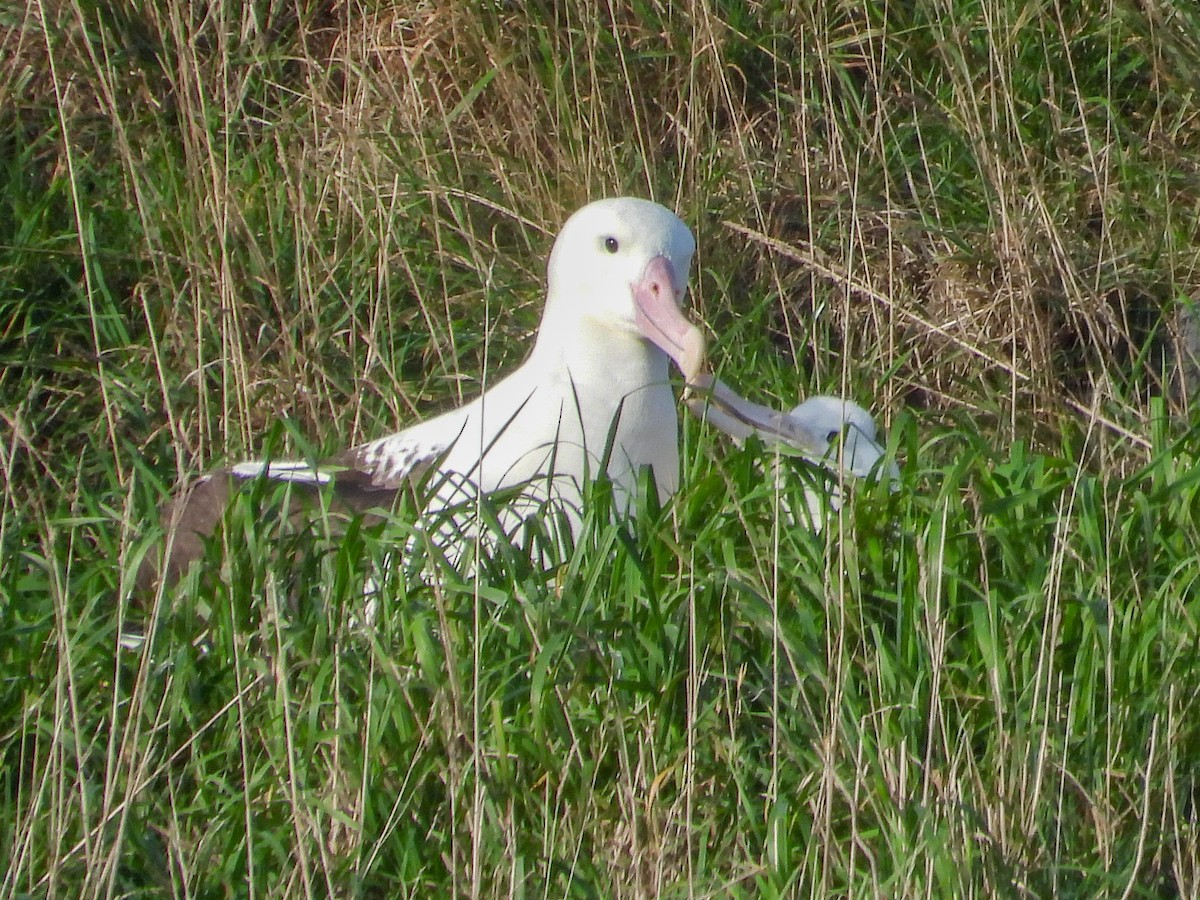 svartvingealbatross - ML576731151