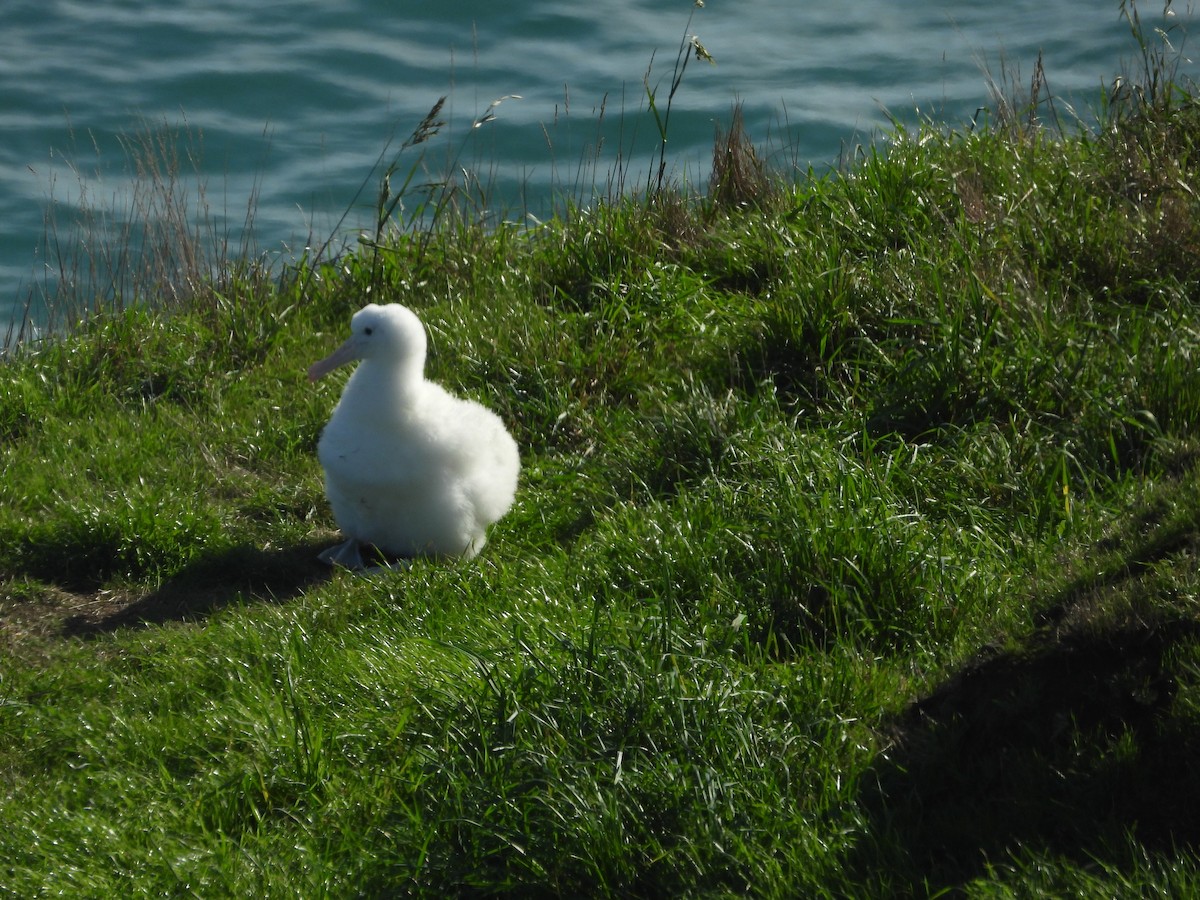 svartvingealbatross - ML576731161