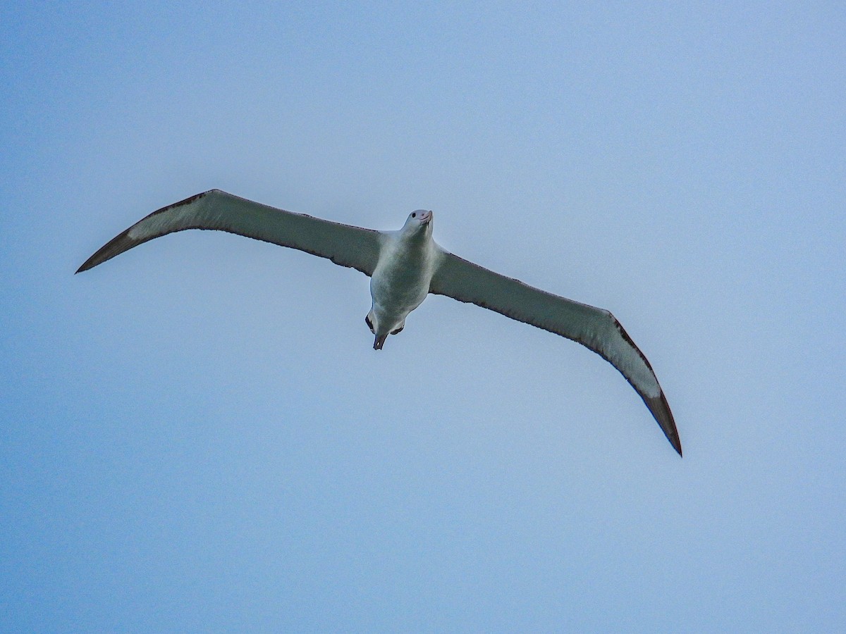 Northern Royal Albatross - ML576731171