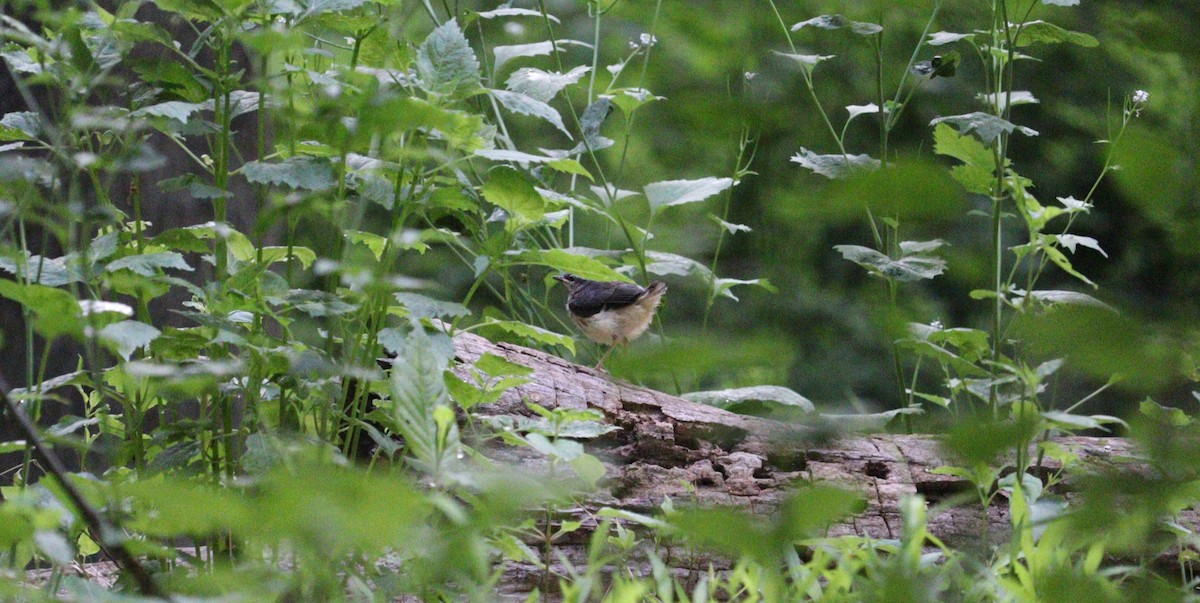 Louisiana Waterthrush - ML576731241