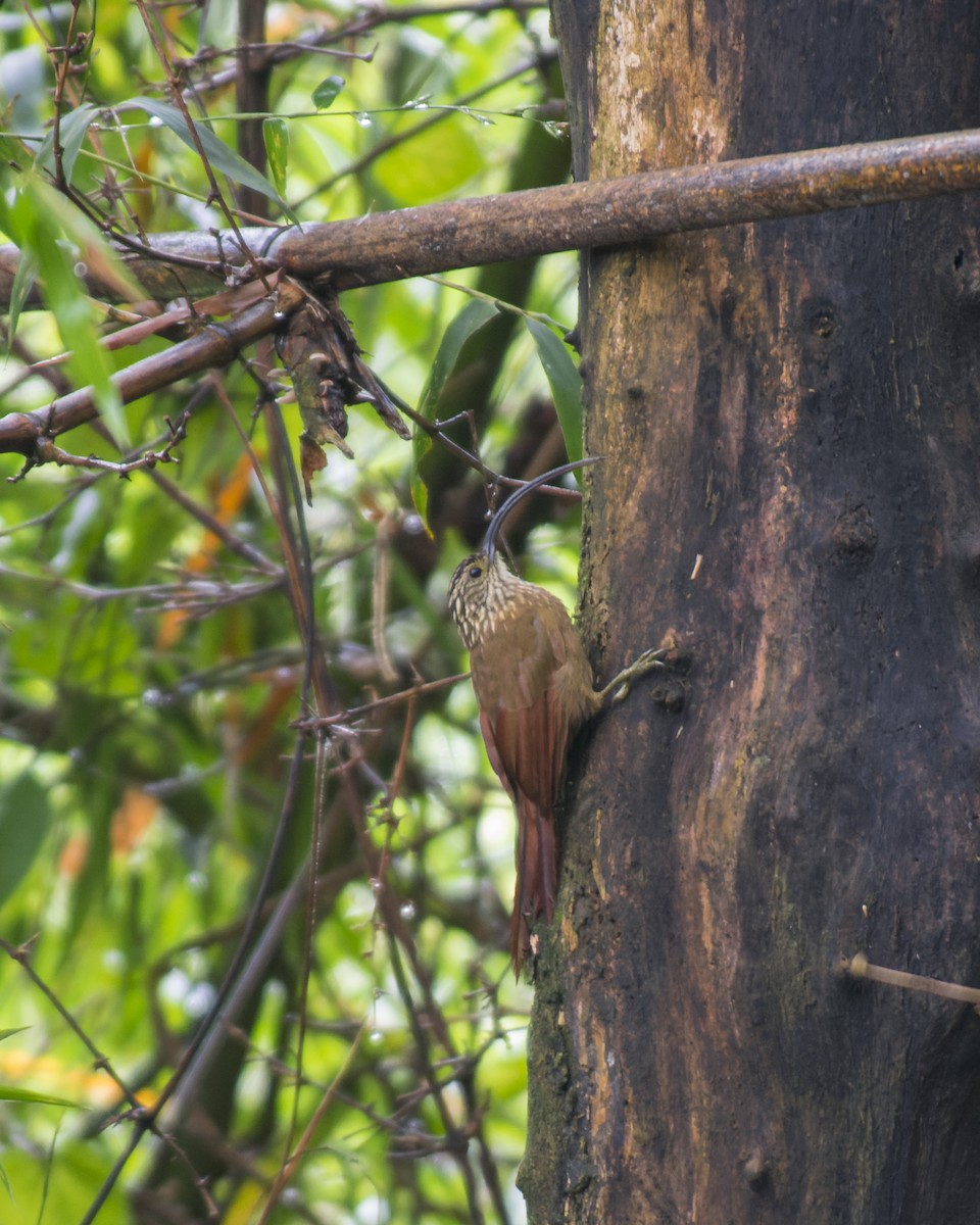 Black-billed Scythebill - Marcelo  Telles