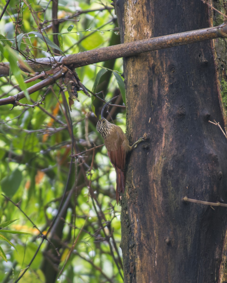 Black-billed Scythebill - Marcelo  Telles