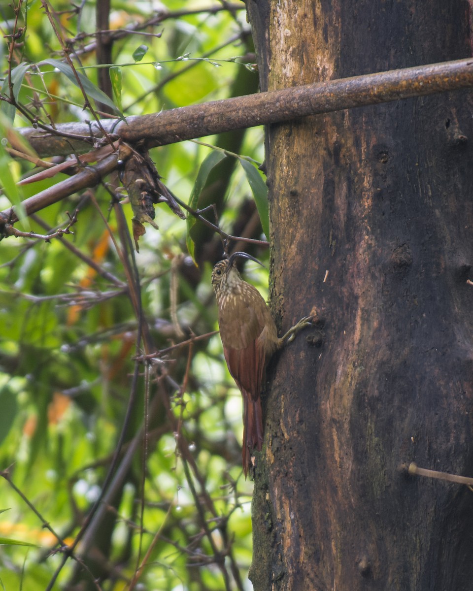 Black-billed Scythebill - ML576731321