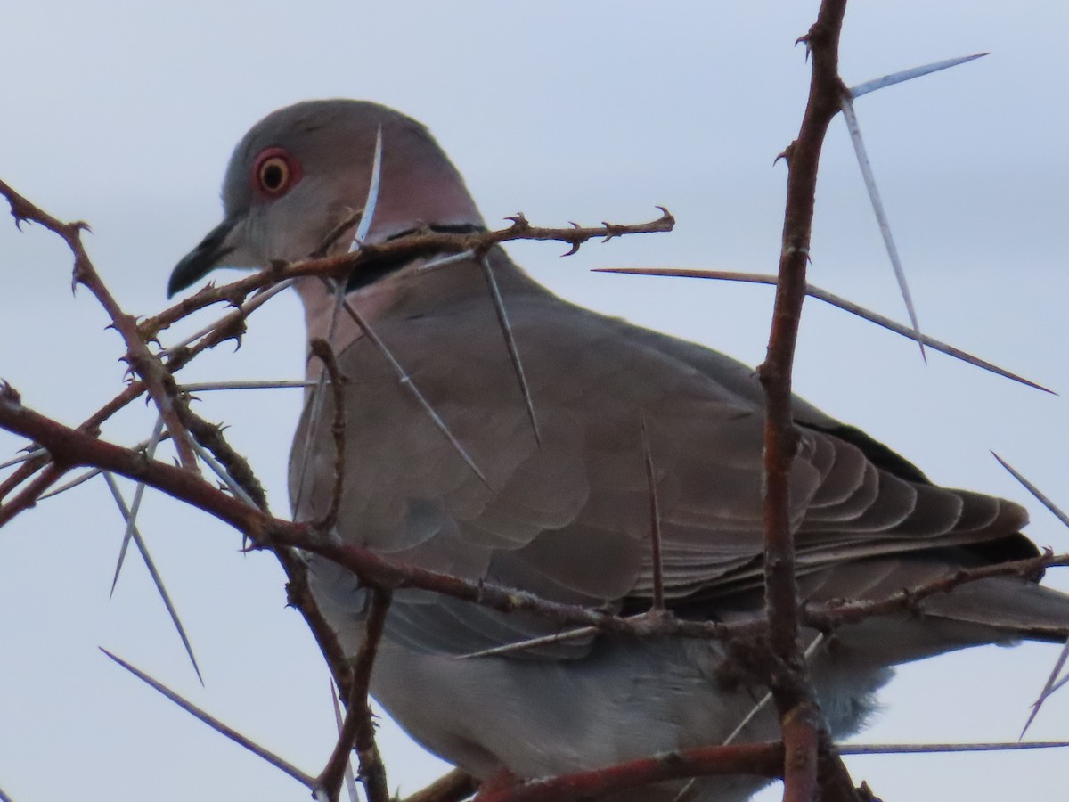 Mourning Collared-Dove - ML576732611