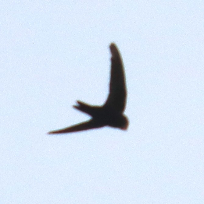 small swift sp. - ML576735111