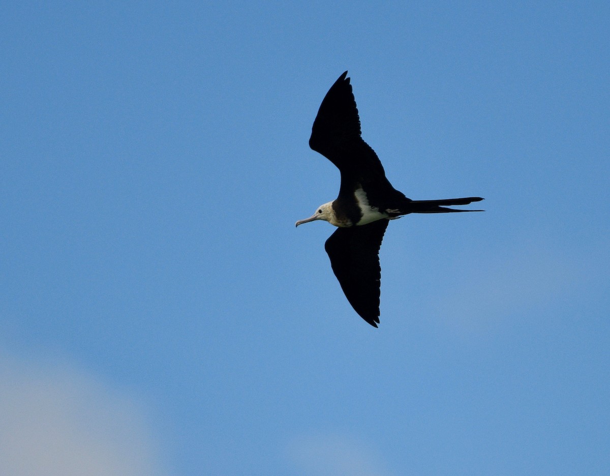 Lesser Frigatebird - ML576735181