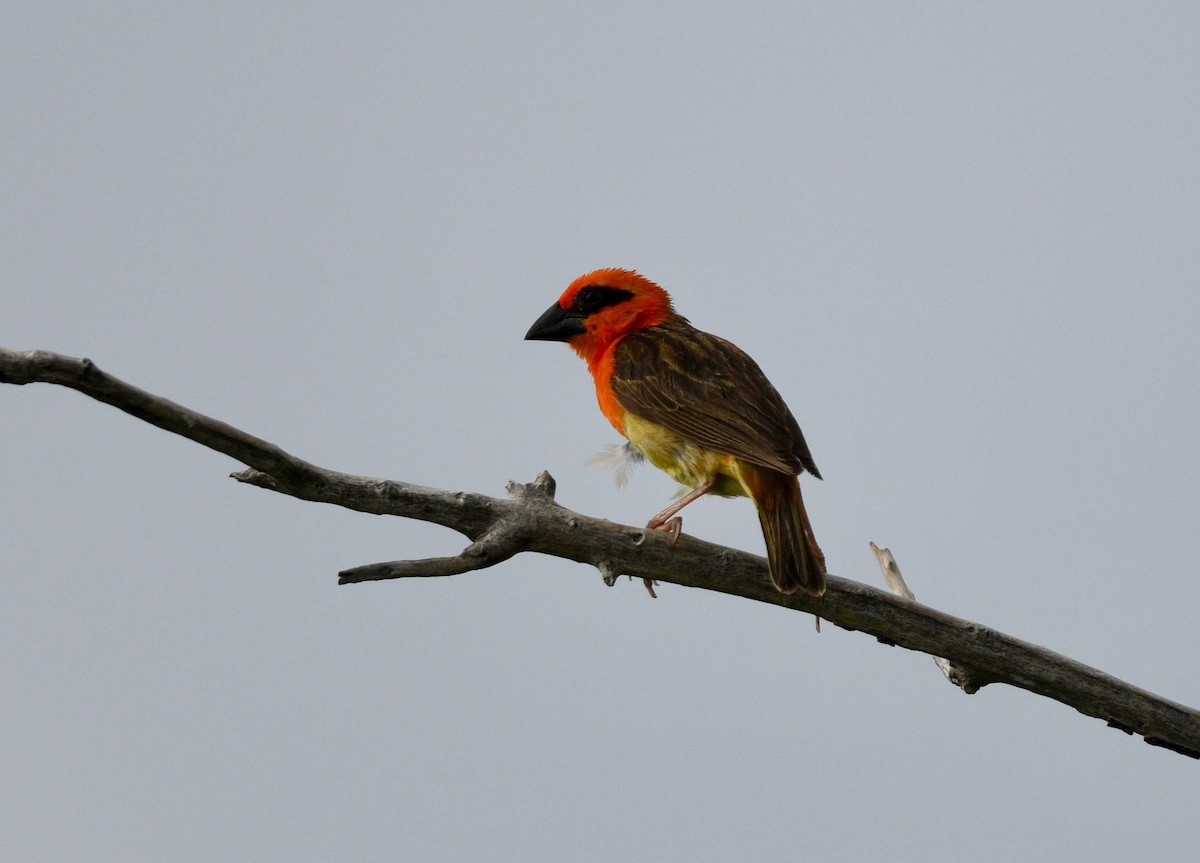 Aldabra Fody - ML576735331