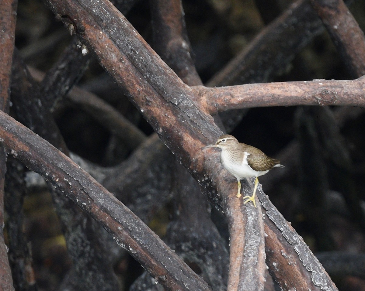 Хайргын хөгчүү - ML576735501