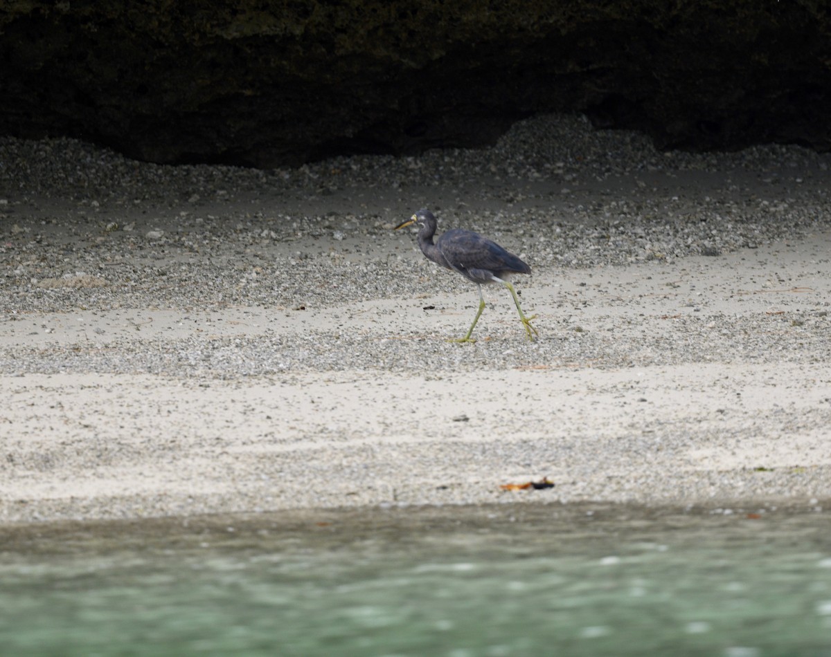 Хөх дэглий - ML576735631