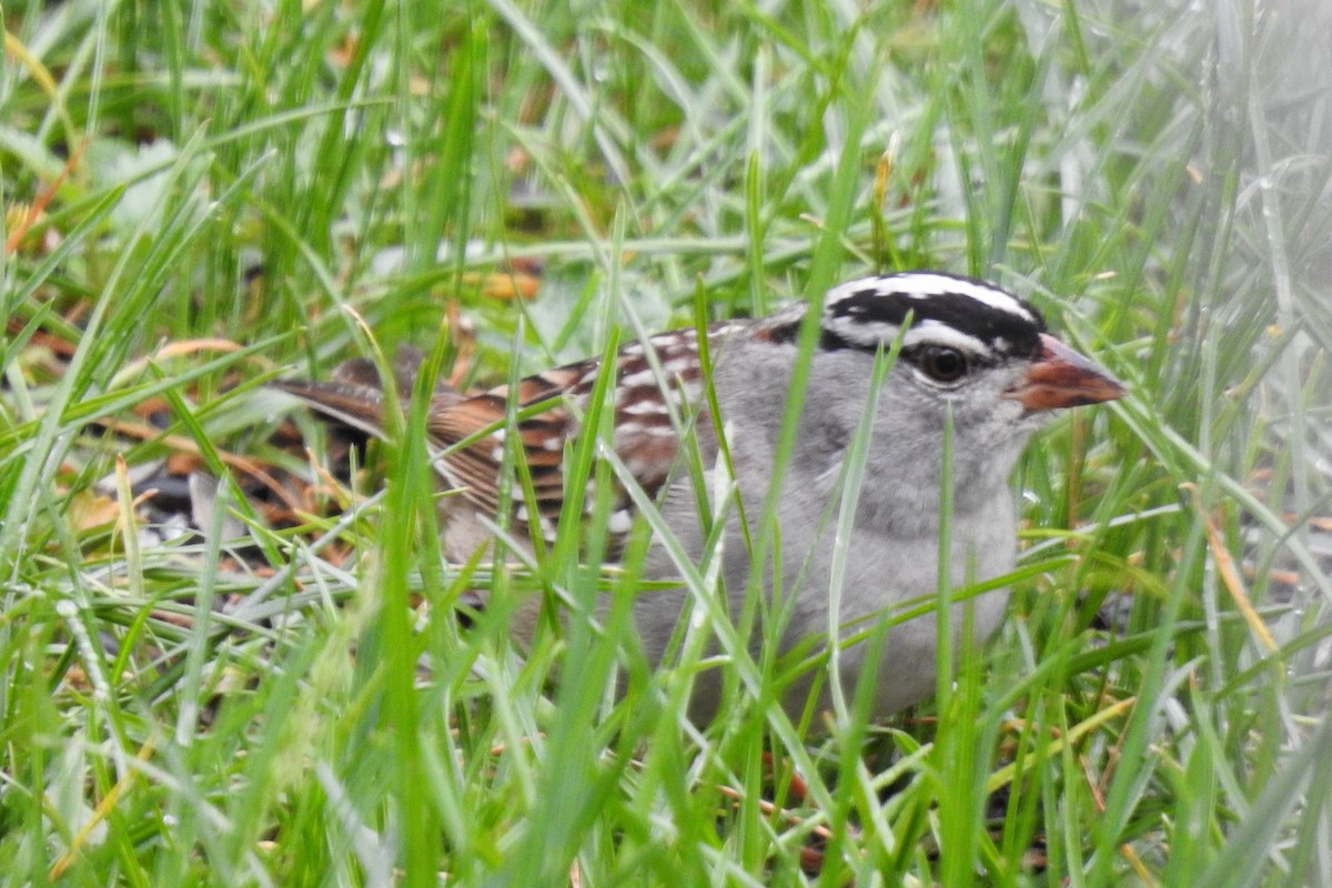 White-crowned Sparrow - ML576735741