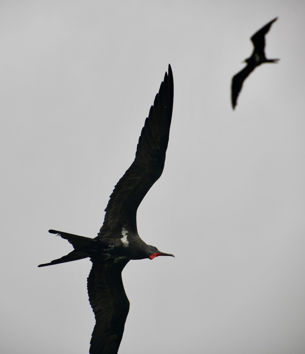 Lesser Frigatebird - ML576735811