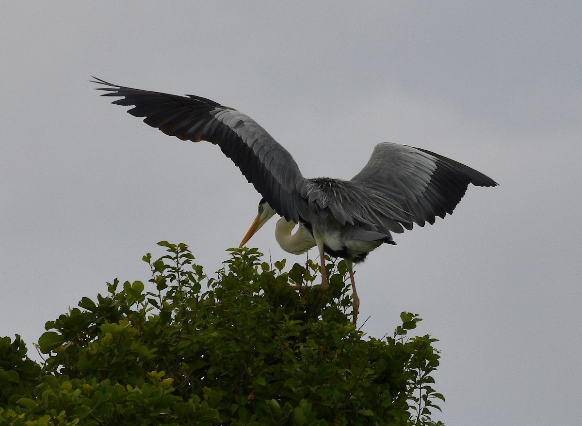 Хөх дэглий - ML576735871