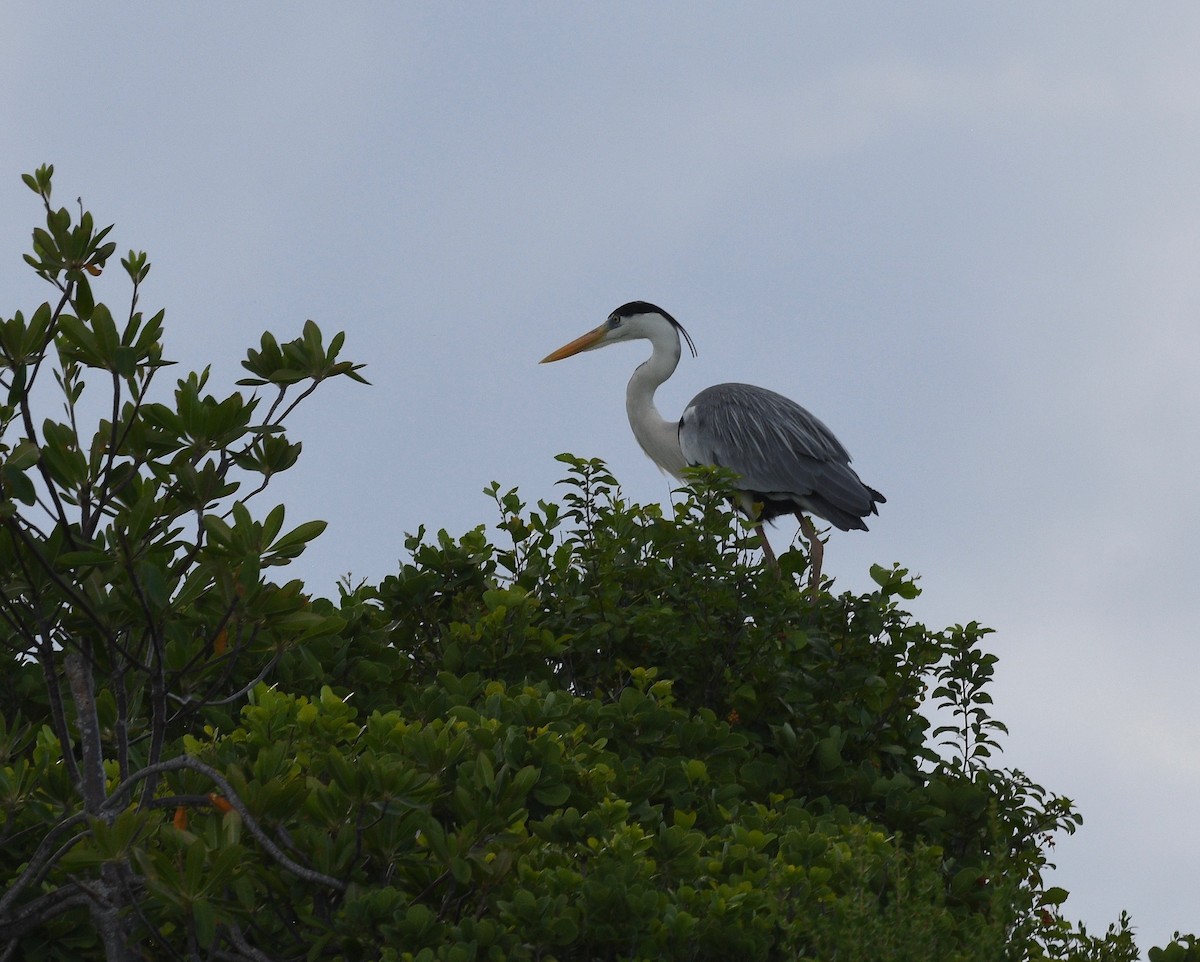 蒼鷺 - ML576735911