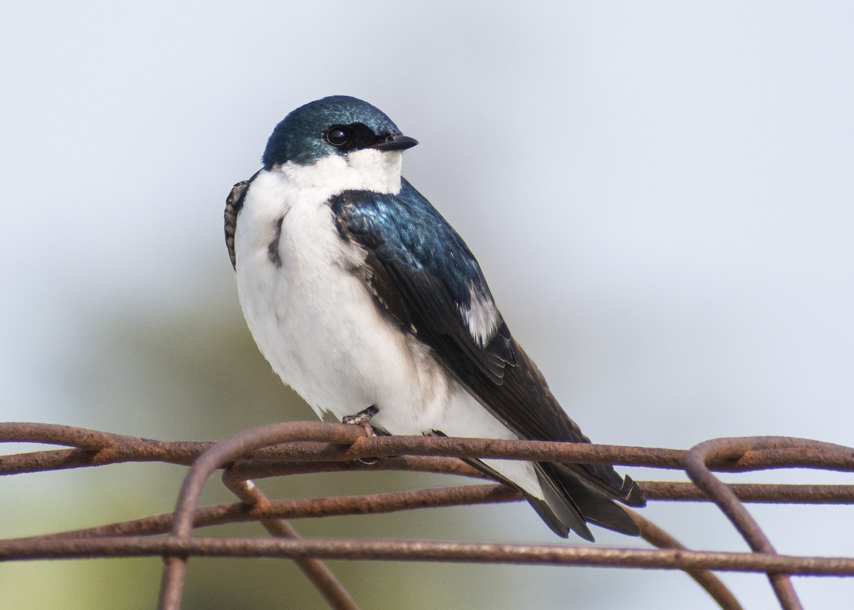 Tree Swallow - ML576736121