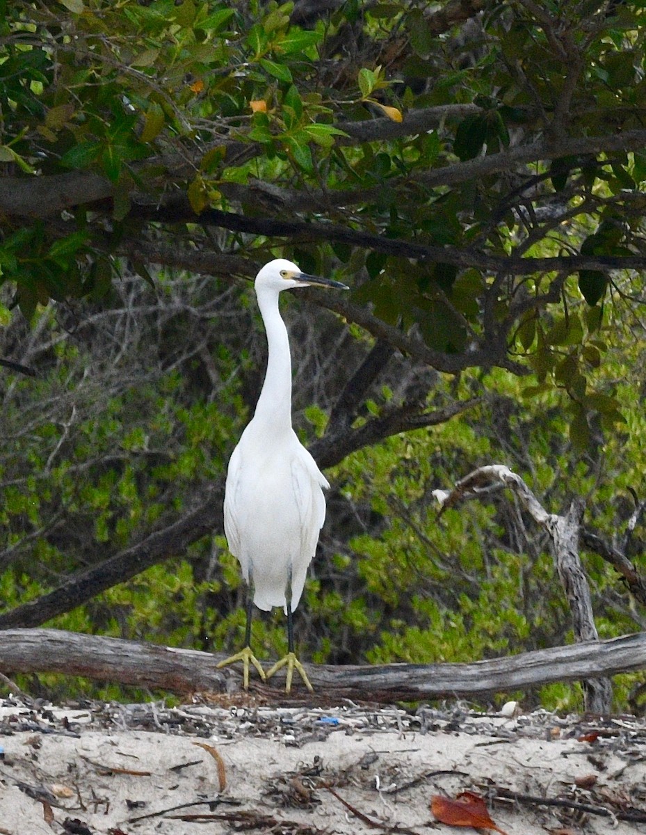 Little Egret (Dimorphic) - ML576736541