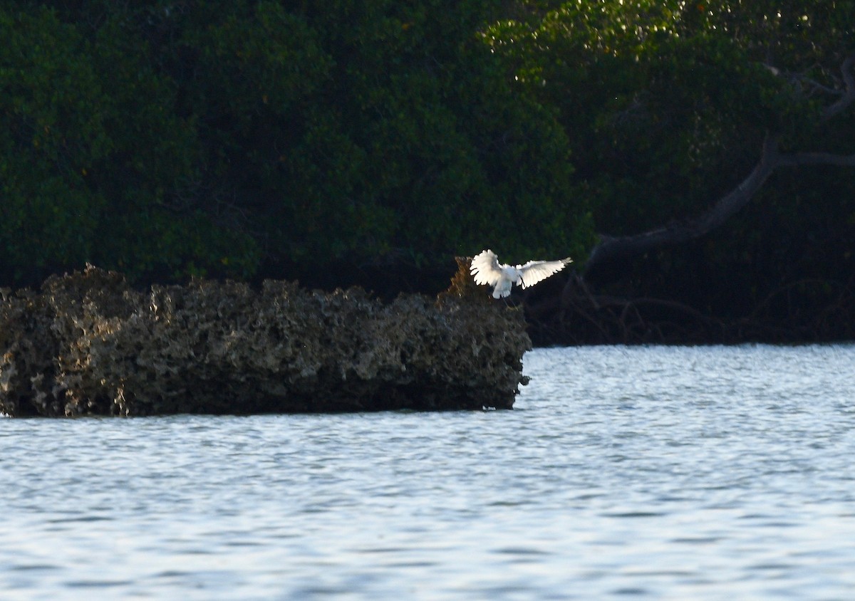 Little Egret (Dimorphic) - ML576736621