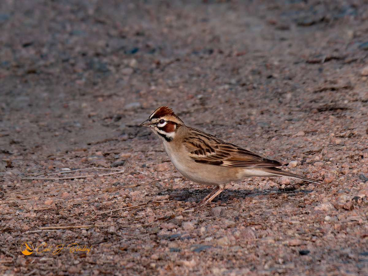 Lark Sparrow - ML576736881