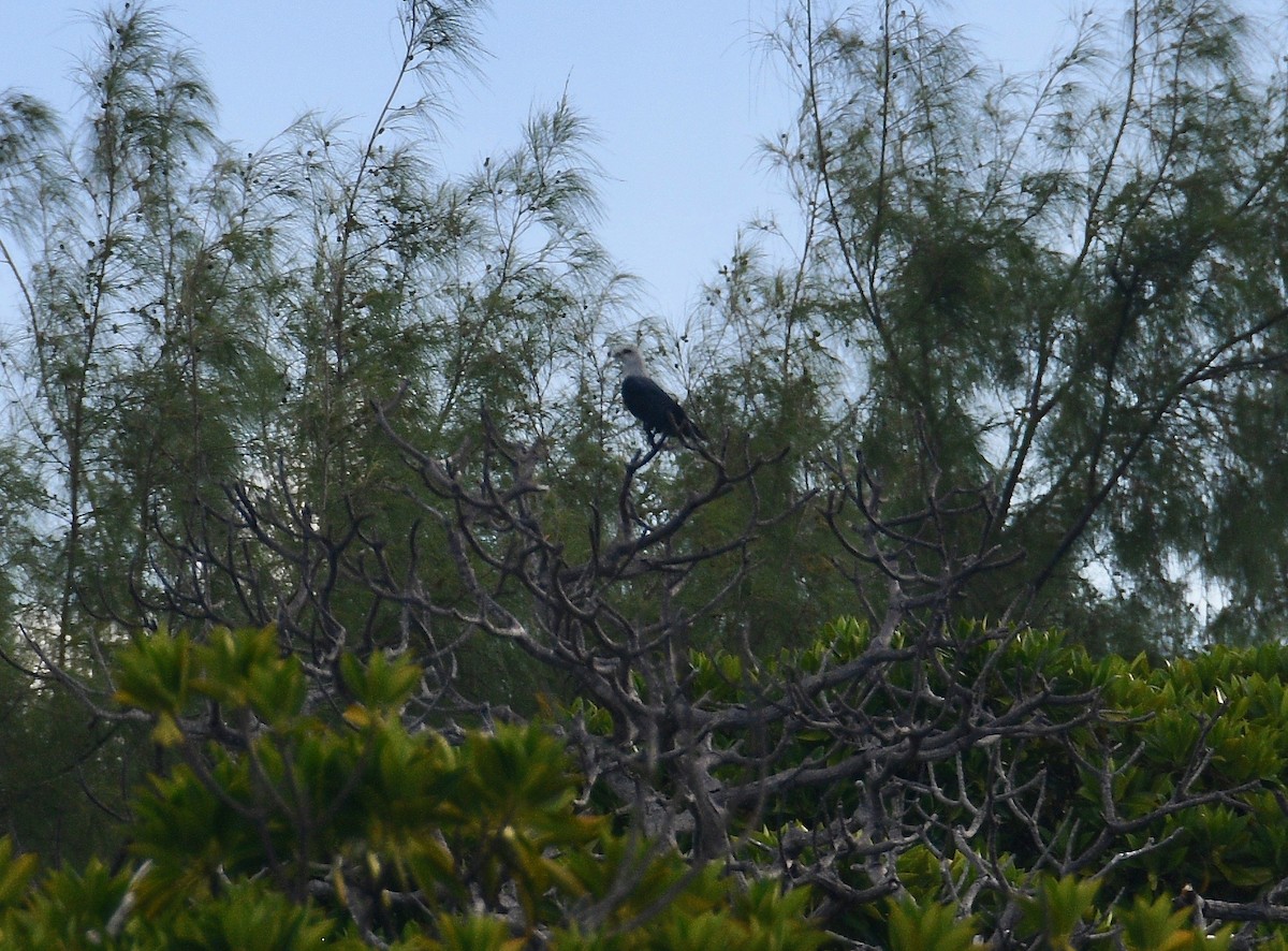 Comoro Blue-Pigeon - ML576736981