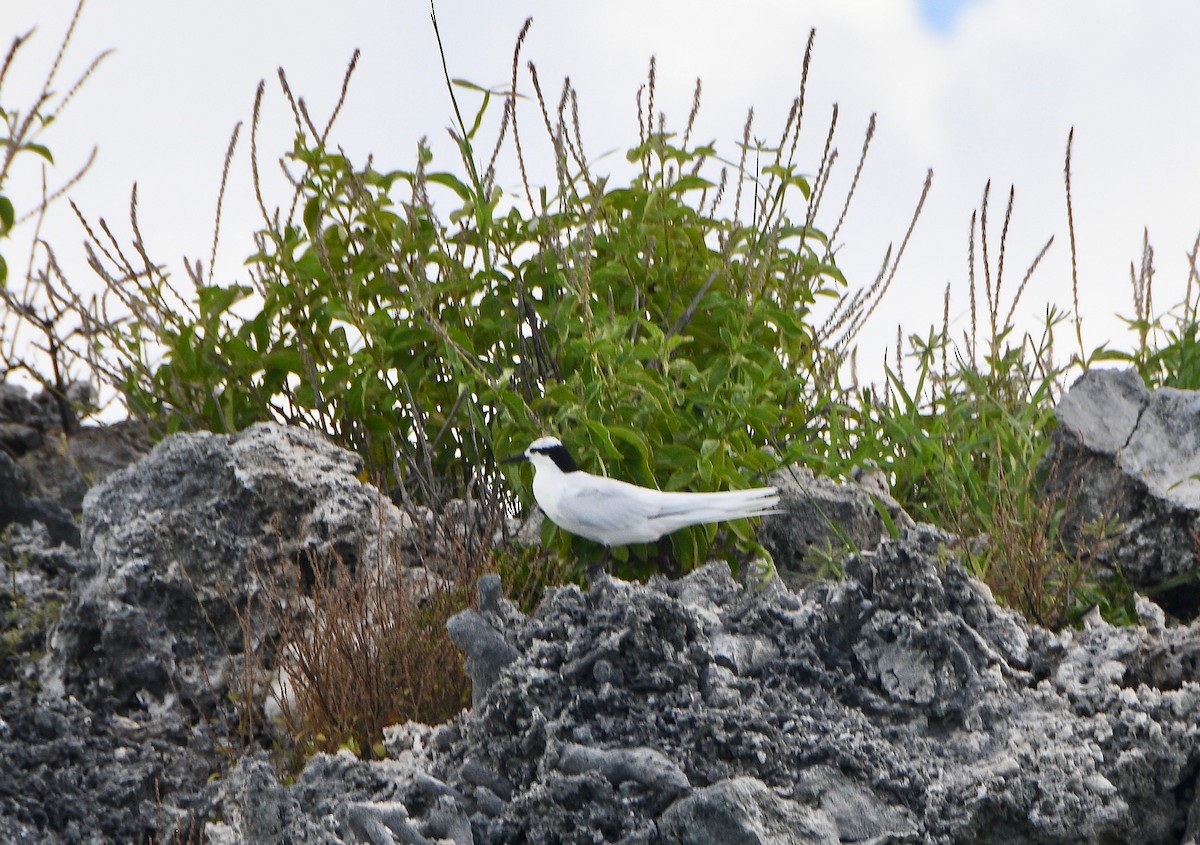 Black-naped Tern - ML576737291