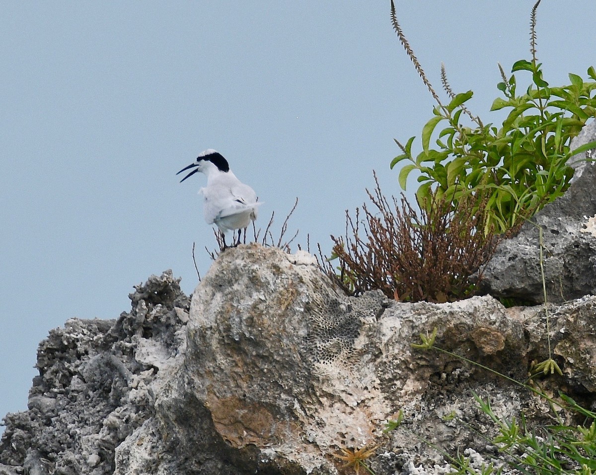 Black-naped Tern - ML576737361