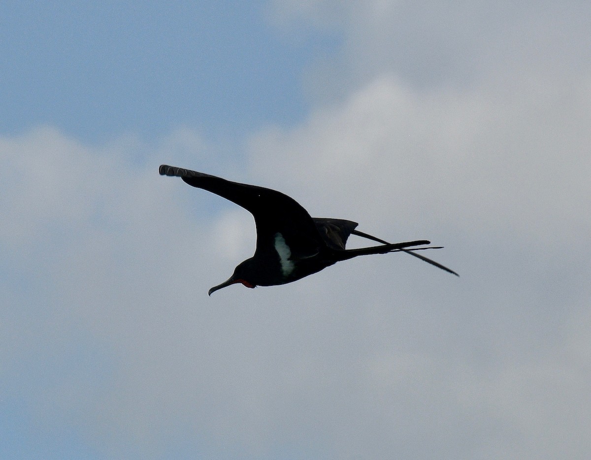 Lesser Frigatebird - ML576737431