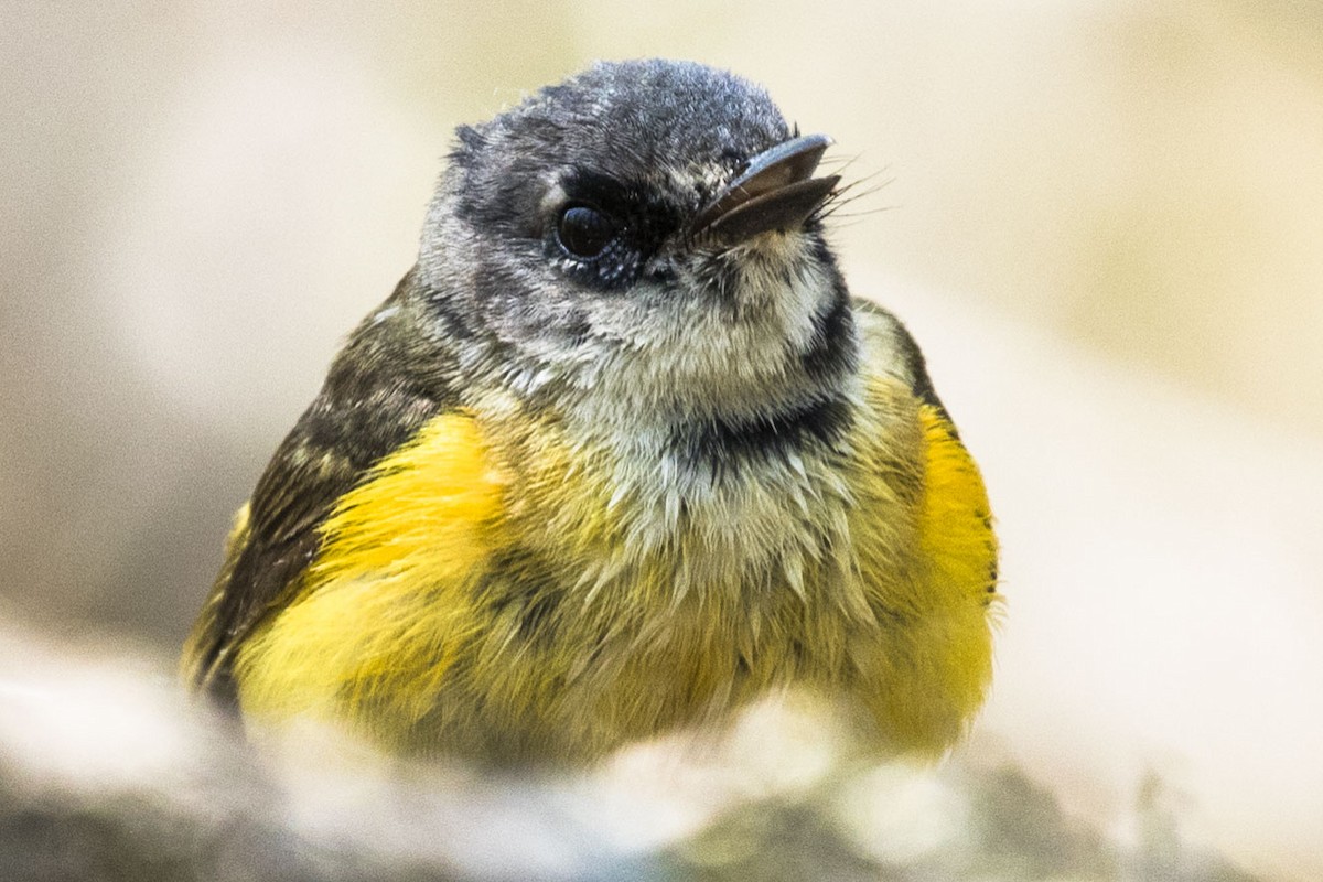 American Redstart - ML576737591