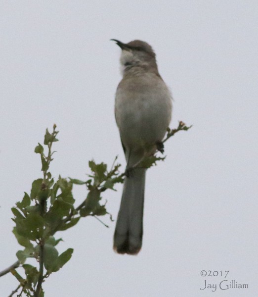 Northern Mockingbird - ML57673771